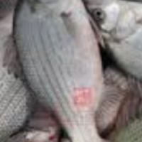 Chilled single-line fish - 1 LB