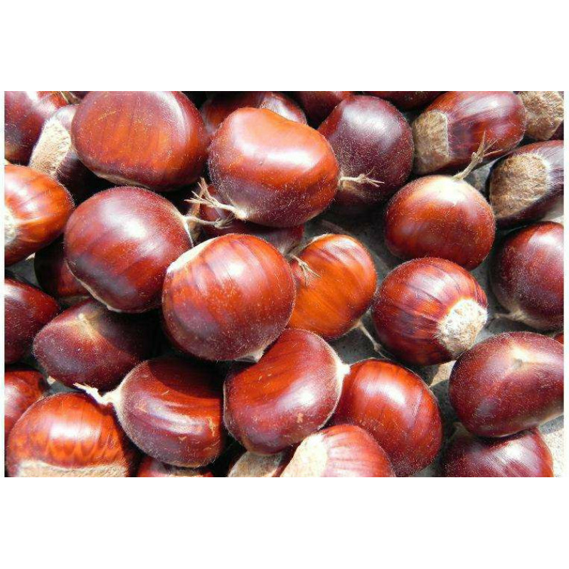 chestnut-1.5LBS