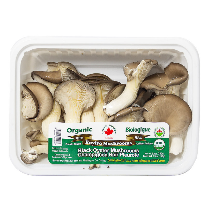 Organic black oyster mushrooms
